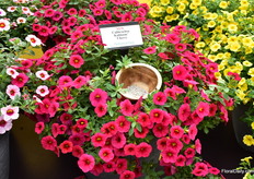 The seeds of the Calibrachoas in the Kabloom series of PanAmerican Seed are supplied as Precision Multi-Pellts, which means four seeds in one pellet. As a results, the plants have more even rooting and moer even germination. There a 5 new varieties added to the series that including these new varieties consists of 9 varieties currently. On the picture Calibrachoa Kabloom Cherry with the seeds presented. More on this new variety later in FloralDaily.